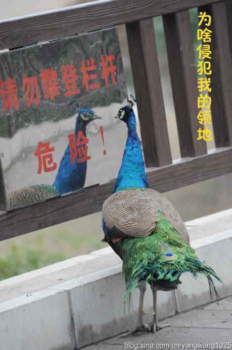 北京动物园的鸟类——照镜子