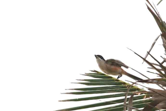 摄鸟拾趣（十三） wbr棕背伯劳