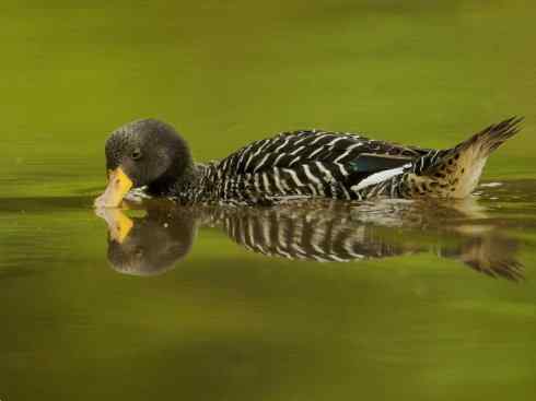 欣赏：美丽的钻水鸭2