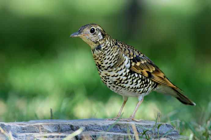 鸫鸟之最：虎斑地鸫