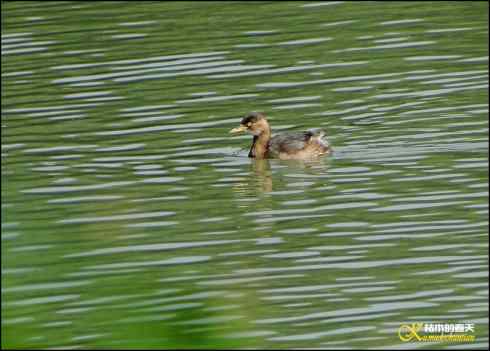 邂逅鈥溞鈥潯菊掌