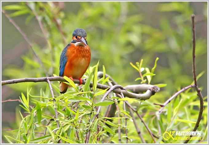 鸟上枝头【照片】 鸟上枝头【照片】