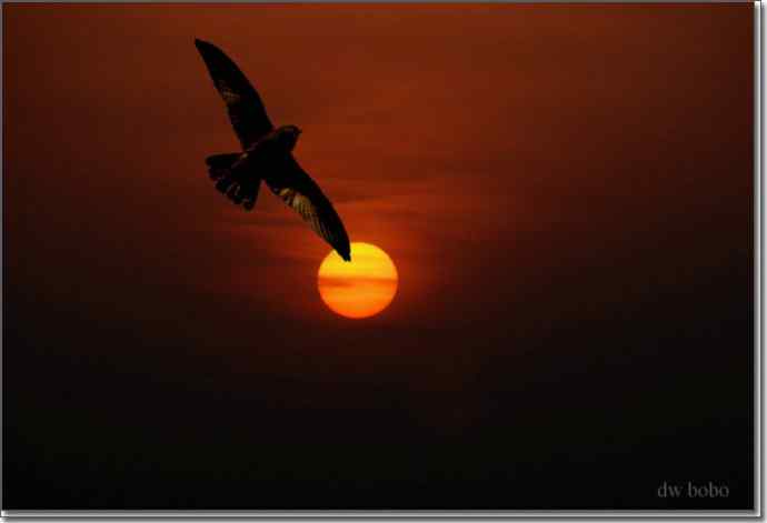 野鸭湖猛禽-红隼、短耳鸮、毛脚鵟 野鸭湖猛禽-红隼、短耳鸮、毛脚鵟