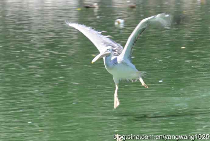 再拍大鹈鹕 wbr2