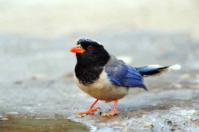 秃尾巴的红嘴蓝鹊