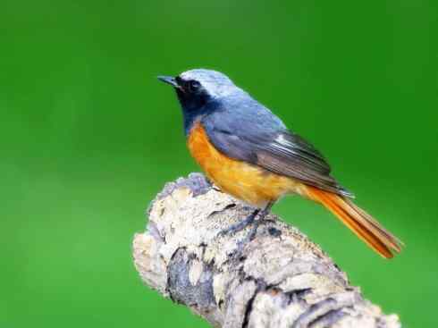 美丽无罪：雀鸟之红尾鸲