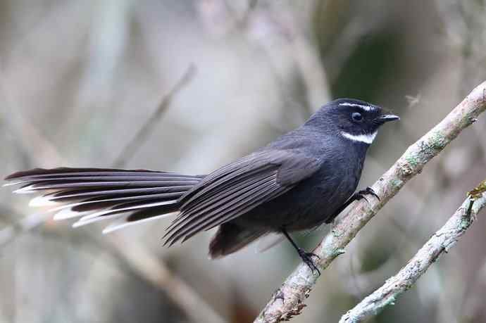 【版纳植物园三日 wbr新收获16种小鸟儿】 【版纳植物园三日 wbr新收获16种小鸟儿】