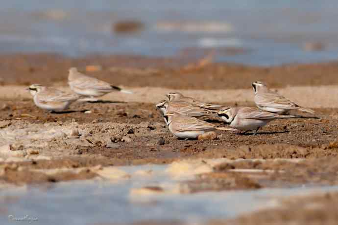 角百灵 wbr野鸭湖的一天 角百灵 wbr野鸭湖的一天