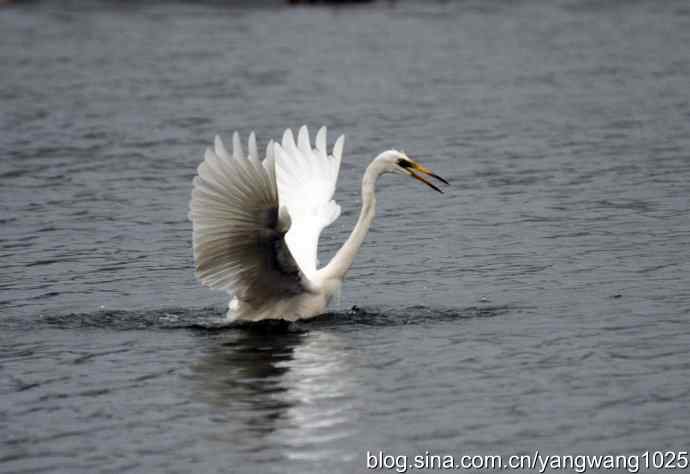 飞（白鹭）3