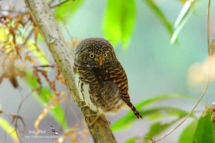 小萌鸟——领鸺鶹