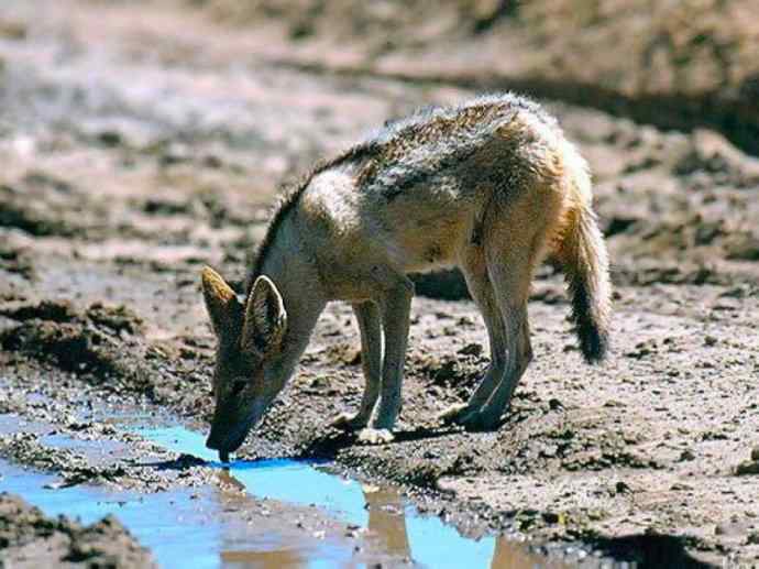犬科:犬亚科犬属之西门豺、侧纹豺(胡狼类) 犬科:犬亚科犬属之西门豺、侧纹豺(胡狼类)
