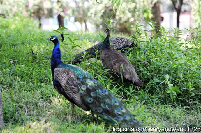 麋鹿苑的蓝孔雀 麋鹿苑的蓝孔雀