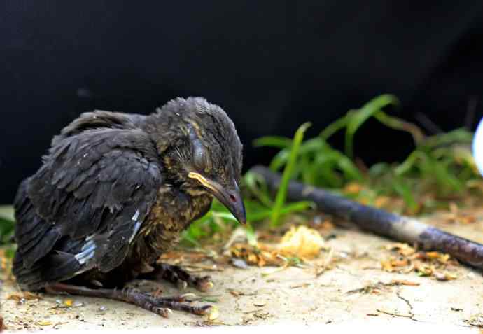 217.小可怜--乌鸫雏鸟