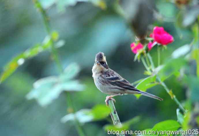 雌性黄喉鹀(4) 雌性黄喉鹀(4)