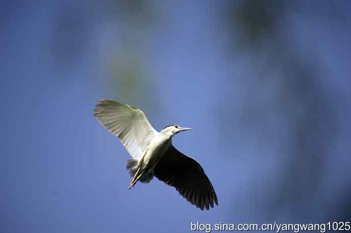 北京动物园的鸟类——飞（夜鹭）20