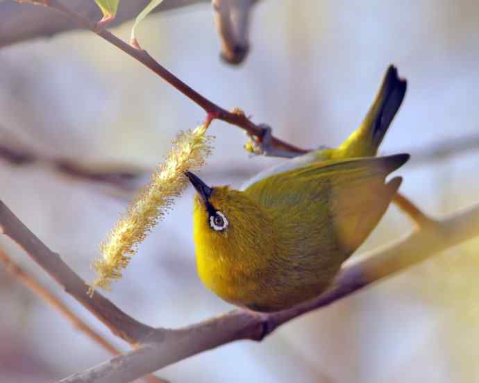 近距看灰腹秀眼