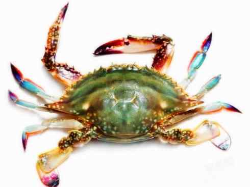 自然奇观:动物大迁徙(红蟹) 自然奇观:动物大迁徙(红蟹)