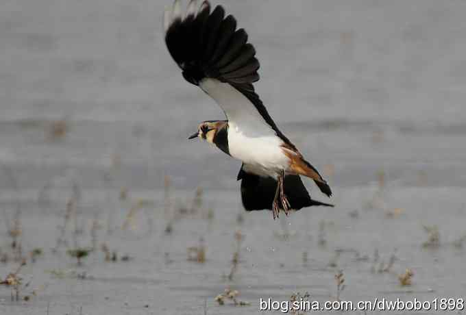 飞翔的凤头麦鸡
