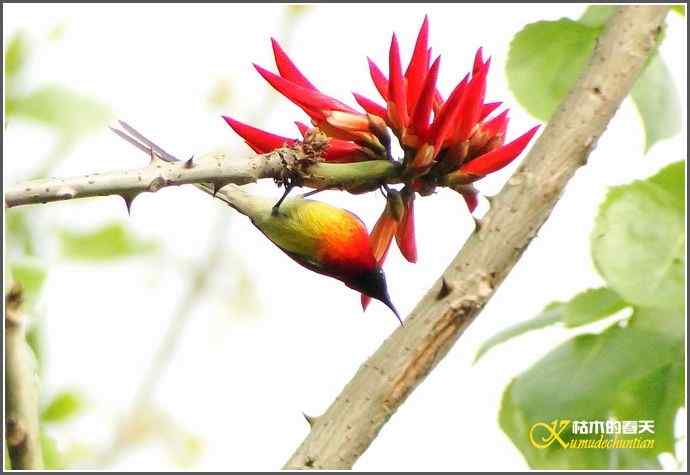 成都来了鈥溙裟疋潯菊掌