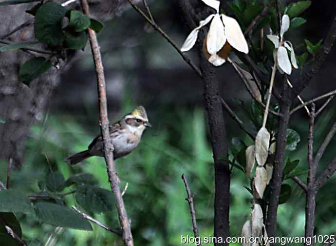 北京天坛公园的鸟类——黄喉鹀