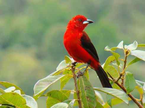 极品红色鸟类：巴西仲嘴雀