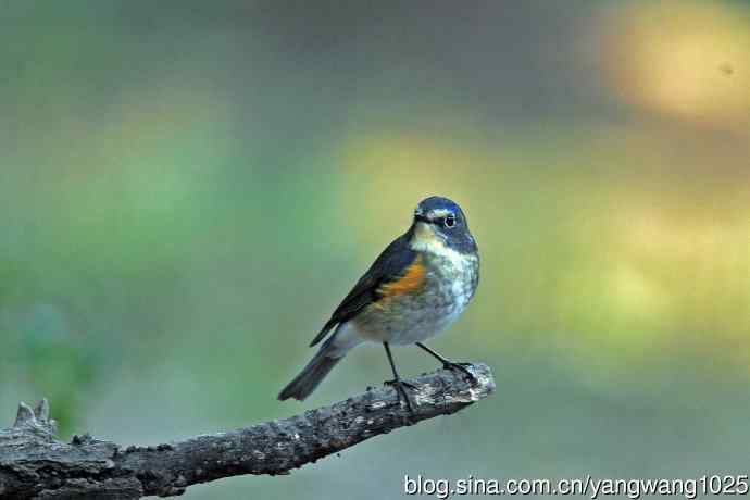 雄性红胁蓝尾鸲（32）