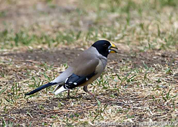 黑尾蜡嘴雀 黑尾蜡嘴雀