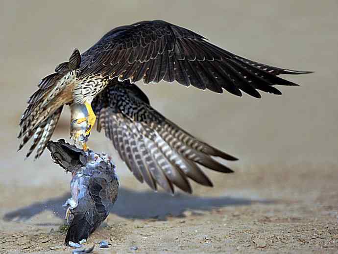 游隼凶残（野鸭湖纪实）