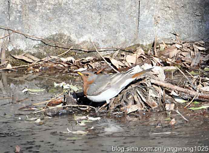随走随拍(赤颈鸫) 随走随拍(赤颈鸫)