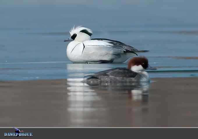 白秋沙和罗纹鸭记录