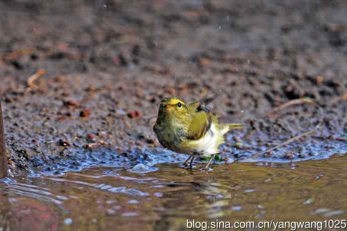 黄腰柳莺（19）