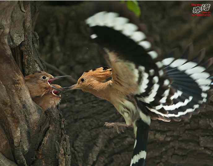 北京天坛拍鸟——戴胜育雏