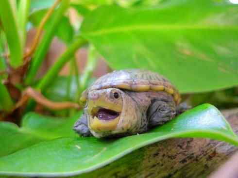 玄武：传说的兽原型探秘（平胸龟）