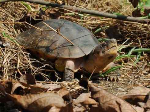 玄武：传说的兽原型探秘（潮龟）
