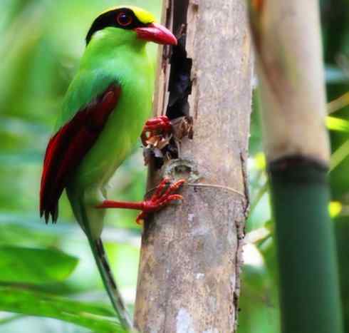 美丽无罪：雀鸟之绿鹊