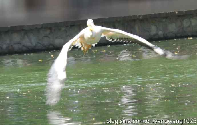 鹈鹕(抓拍) 鹈鹕(抓拍)