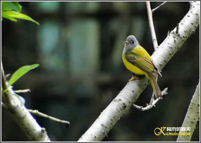 小鸟鈥湻轿阐l鈥潯菊掌