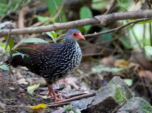 凤凰：传说的鸟原型探秘（原鸡）