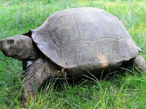 玄武：传说的兽原型探秘（象龟）