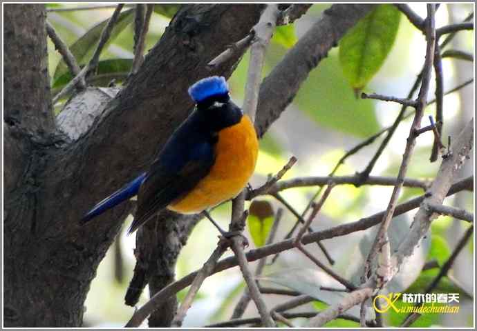 快乐拍鸟【照片】