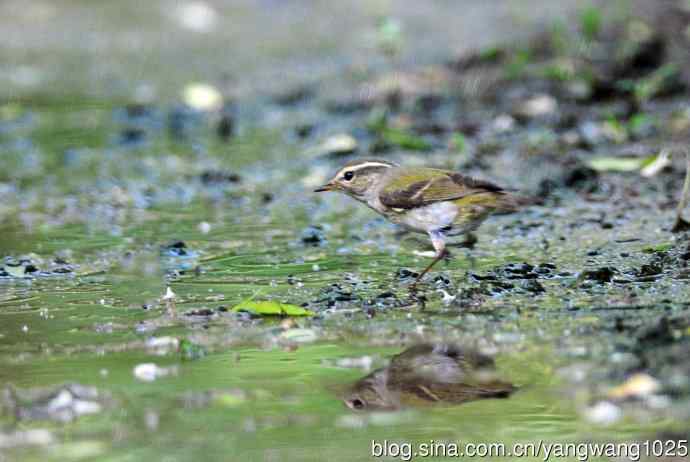 黄眉柳莺(7) 黄眉柳莺(7)
