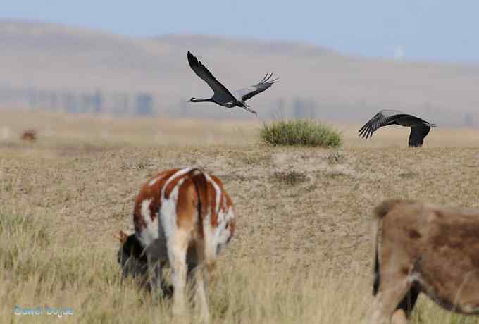 达里诺尔湖的蓑羽鹤
