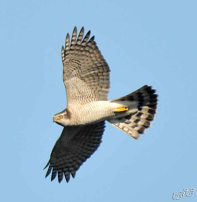 北京西山&nbsp;wbr路&nbsp;wbr苍鹰