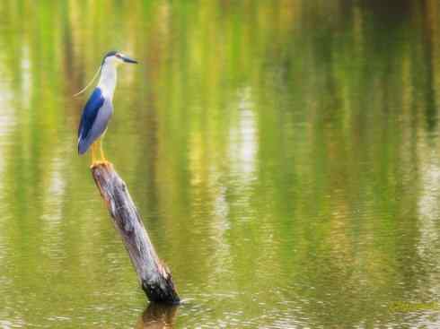 天生猎手：非猛禽类猎手之六（重量级的杀手——大型鹭鸟）