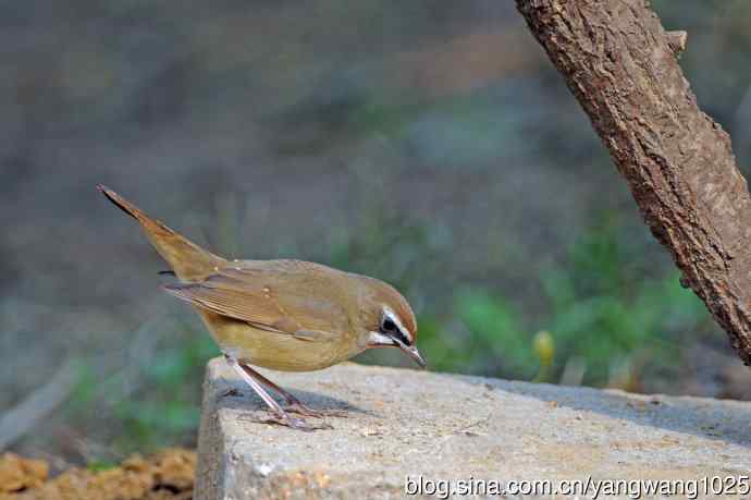 雄性红喉歌鸲（22）