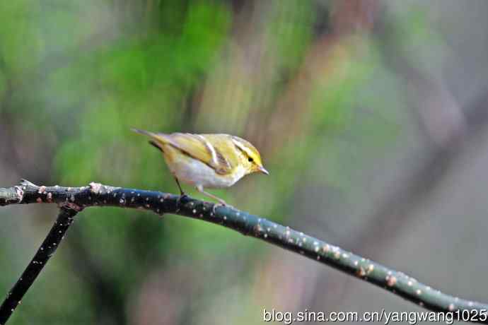 黄腰柳莺（19）