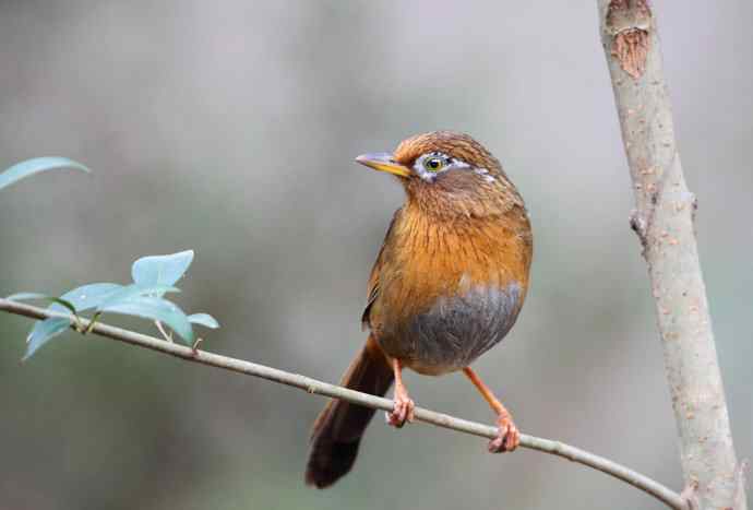 【画眉深浅入时无 wbr不如林间自在啼】（野生画眉鸟一组）
