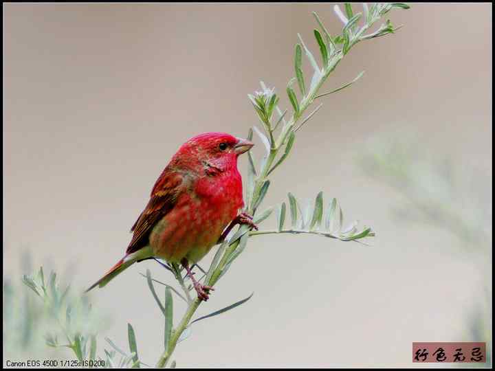 新疆鸟类大全——行色无忌的南疆鸟类摄影