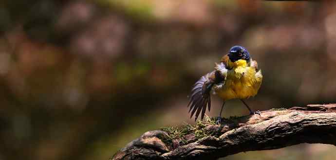 【半日相逢世界濒危小鸟---黄喉噪鹛】
