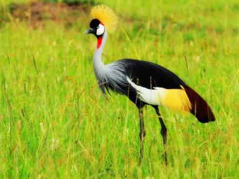 自然奇观：动物大迁徙(鹤类)